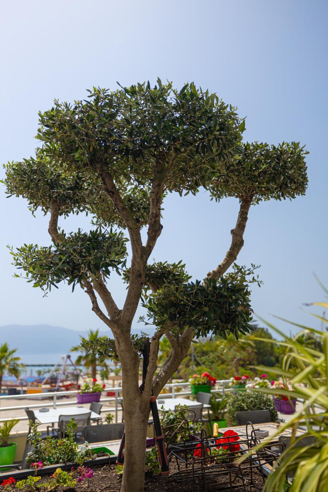 Veranda Boutique Hotel Vlorë Εξωτερικό φωτογραφία